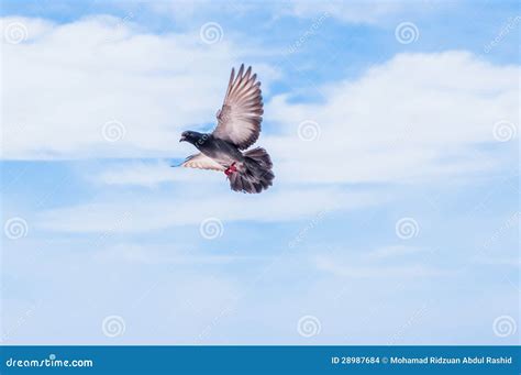 vliegende duif stock foto image  zwart vliegen veren