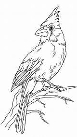 Cardinal Bird Cardinals Malerei Vari Pajaritos Pintar Consists Colorare Woodcarvingwiki Malvorlagen Ausmalbilder Erwachsene Zeichnen Beuatiful Aves Bordados Mexicanos Pirograbado Siluetas sketch template