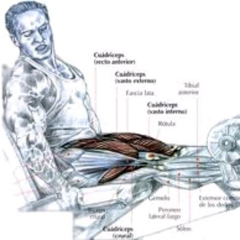 Extensiones De Piernas By Manuel García Ejercicio Cómo Hacerlo Skimble