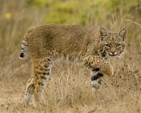 bobcat animals lover