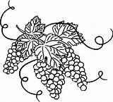 Coloring Grape Vine Grapes Leaves Pages Drawing Leaf Printable Color Getcolorings Getdrawings sketch template