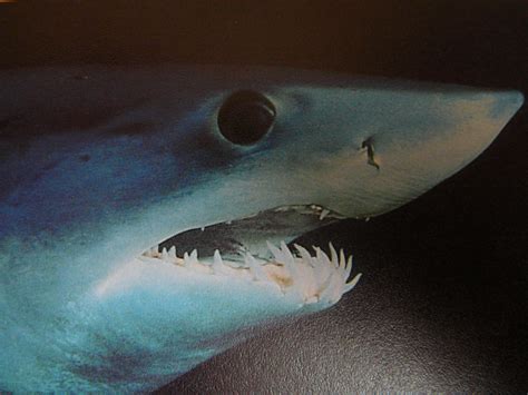 fileclose   mako shark head jpg wikimedia commons