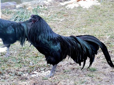 Black Sumatra Rooster Chicken Breeds Chickens Chicks For Sale