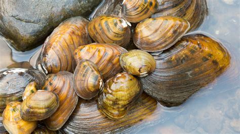 mussels finally   daywill  act   behalf  national wildlife federation blog