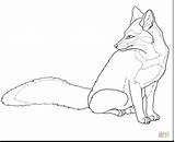 Fox Coloring Pages Gray Drawing Swift Outline North American Printable Grey Getdrawings Renard Gris Categories sketch template