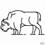Bison Coloring Clipart Pages American Printable Drawing European Tasmanian Tiger Realistic Kids Riders Bull Dot Supercoloring Categories sketch template