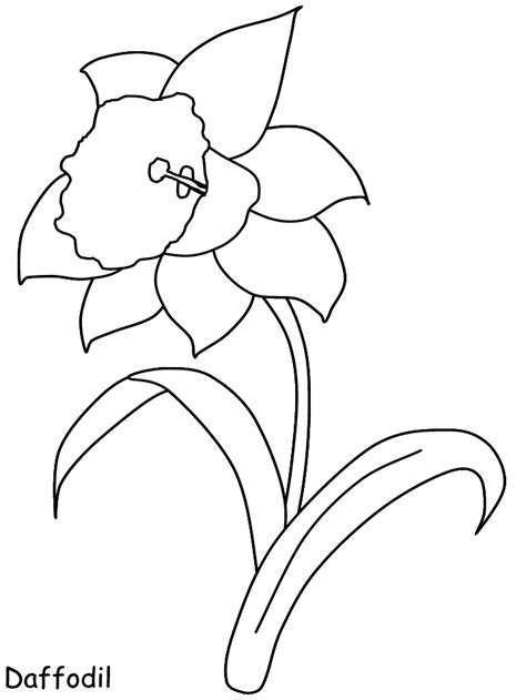 daffodil coloring pages  coloring pages  kids