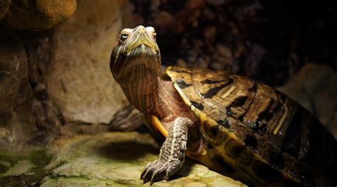 winterslaap bij jouw schildpad aquarium en vijver dierennieuwsnl
