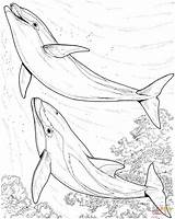 Dolphin Coloring Pages Dolphins Print Drawing Two Animal Jumping Sea Printable Colouring Adults Realistic Animals Drawings Line Kids Adult Supercoloring sketch template