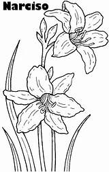 Kolorowanki Narciso Narcisos Orchideen Blumen Pintar Daffodil Ausmalbild Kwiaty Malvorlage Zwei Narcissus Kolorowanka Druku Daffodils Bordar Publicada sketch template