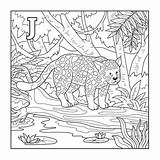 Jaguar Coloring Illustration Letter Book Vector Animals Colorless Depositphotos Zoo Alphabet English Card Kids Preview sketch template