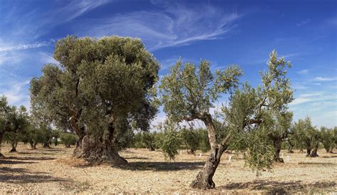 star fine foods    olive tree