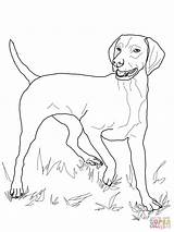Vizsla Coloring Pages Dog Printable Drawing Dogs Coon Colouring Color Puppy Coonhound Supercoloring Adult Sheets Redbone Version Click Book Animals sketch template