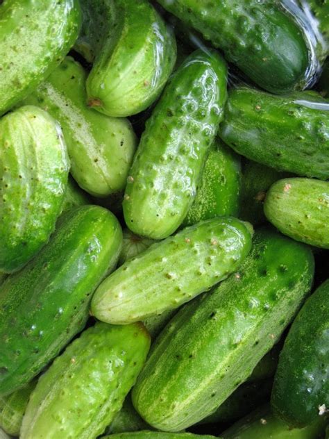 how to store cucumbers to last for weeks brooklyn farm girl