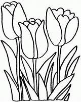 Tulip Coloring Flowers Pages Preschool Flower Print Tulips Printable Sheets Coloringhome Kids Popular sketch template
