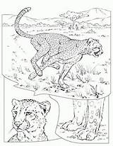 Jachtluipaard Kleurplaten Kleurplaat Animaatjes sketch template