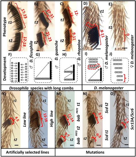 Evolution Of Drosophila B Length Illustrates The Inextricable