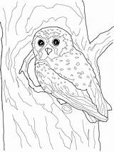 Coloring Pages Owl Elf Printable Color Realistic Owls Snowy Flying Kids Print Categories Comments Template Drawing sketch template