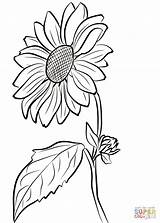 Coloring Sunflower Pages Printable Drawing sketch template
