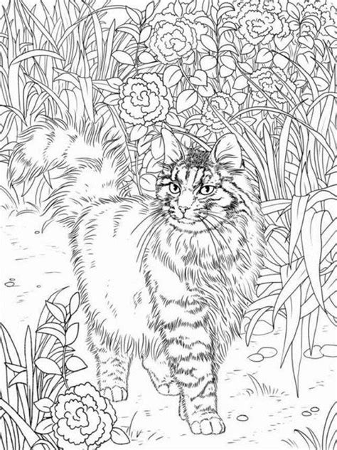 realistic cat coloring pages  adults douroubi