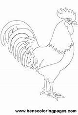 Rooster Coloring Print Sheet sketch template