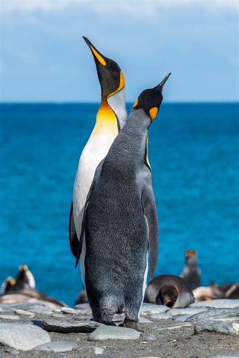penguin pictures hd   images  unsplash