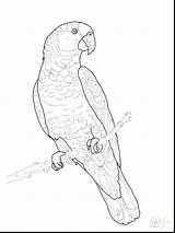 Coloring Macaw Parrot Pages Pirate Drawing Getcolorings Printable Smiling Happy Getdrawings Color Cartoo sketch template