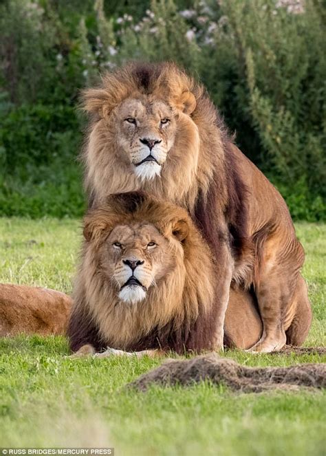 two male lions appear to mate while lioness looks on daily mail online
