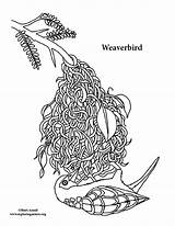 Weaverbird sketch template