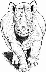 Rhino Coloring Rinoceronte Frente Rhinoceros Dibujos Supercoloring Sketch Colorare Disegni Bianco Malvorlagen Dá Utilizar Gemerkt sketch template