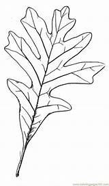 Oak Coloring Leaf Outline Tree Clipart Library Comments sketch template