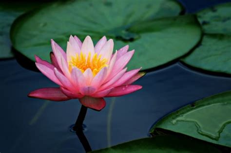 a pink lotus flower and lily pads with saturated color 2952 the