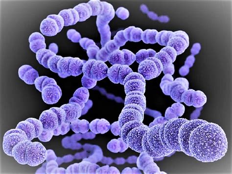 Streptococcus Pyogenes Gram Stain Reaction Slideshare