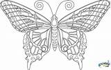 Coloring Pages Butterfly Adults Adult Printable Sheets Color Mandala Print Work Butterflies Intricate Provides Because Area Favorite Where Random Printables sketch template