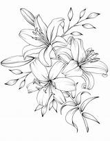 Flower Coloring Drawing Pages Flowers Printable Adult Drawings Book Tattoo Lilies Bouquet Lily Pdf Outline Line Botanicum Digital Rose Floral sketch template