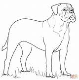 Coloring Bullmastiff Pages Mastiff Dog Rottweiler Printable Dogs Color Bull Supercoloring Animals Colouring Kids Crafts Select Nature Category Designlooter Version sketch template