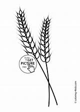 Wheat Coloring Designlooter Nature Printable Kids sketch template