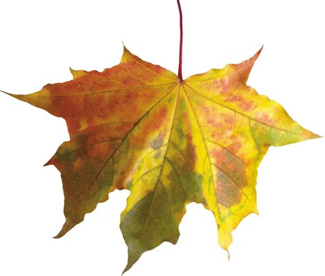 autumn png leaf transparent image  size xpx