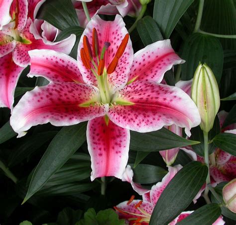 asian day lily cultivar star gazer large lily blooms  smell