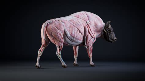 bison anatomy skin muscles bones simulation model textures