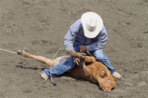calf tie  roping basics   rodeo