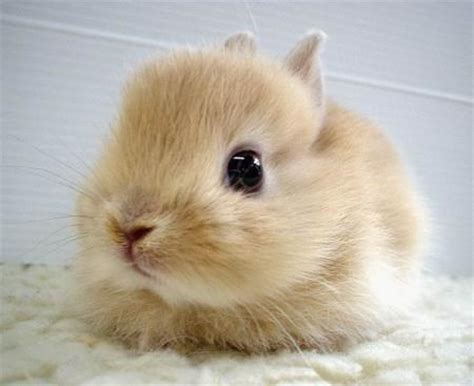 cute bunny bunny rabbits photo  fanpop