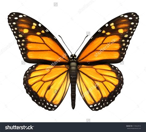 monarch butterfly  open wings   top view   flying migratory