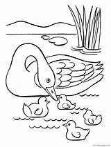 Swans Coloring4free sketch template