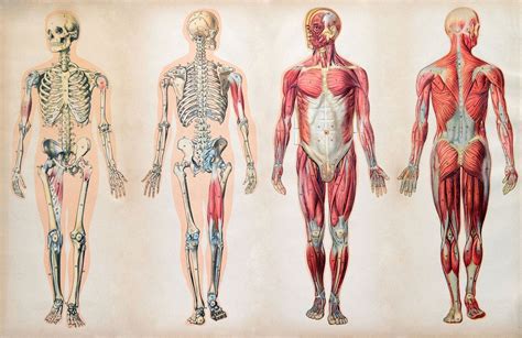 human body organs systems structure diagram facts britannica