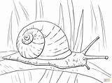 Snail Caracol Escargot Snails Schnecke Lumaca Terrestre Colorear Hoja Schnecken Longa Folha Lumache Disegno Larga Kleurplaat Respire Stampare Colouring Desenho sketch template