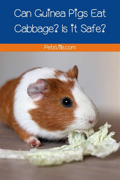 guinea pigs eat cabbage benefits risks