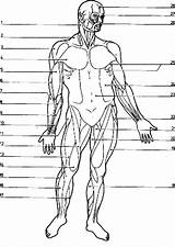 Anatomy Diagram Blank Coloringhome Anatomi 1207 Bulkcolor Insertion Codes sketch template