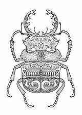 Coloring Pages Beetle Adult Zentangle Google Es Printable Animal Book Patterns sketch template