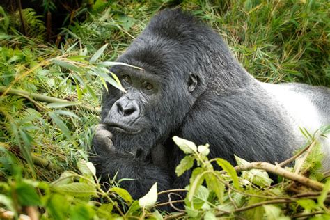 solitary silverbacks  bachelors   forest  gorilla